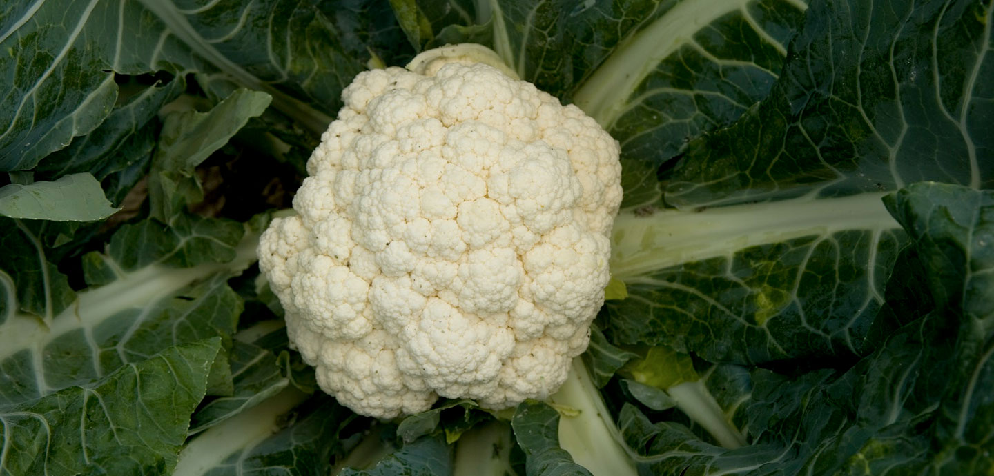 https://www.earthboundfarm.com/wp-content/uploads/2019/07/All-Hail-King-Cauliflower.jpg